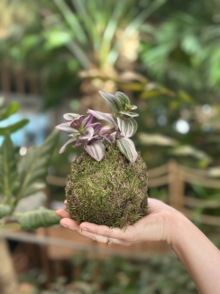 Workshop Kokedama - De Japanse mosbol 